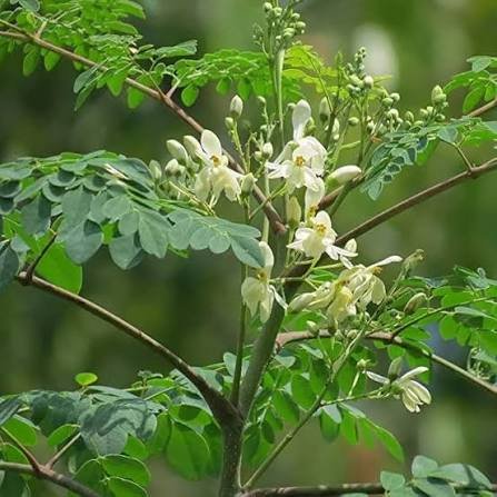 Muringa Plant